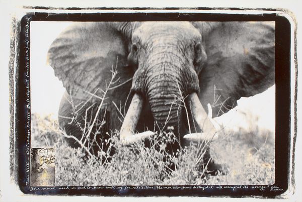 Expertise photographie Peter Beard